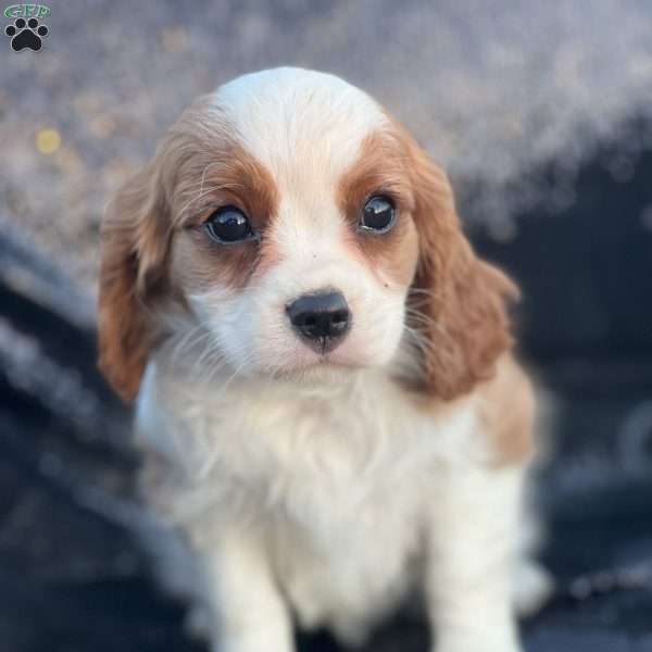 Reid, Cavalier King Charles Spaniel Puppy