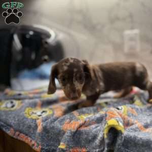 Snickers, Dachshund Puppy