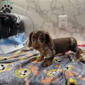 Snickers, Dachshund Puppy