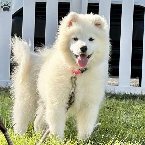Gianna, Samoyed Puppy