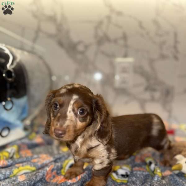 Snickers, Dachshund Puppy