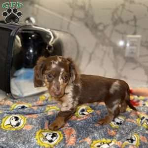 Snickers, Dachshund Puppy