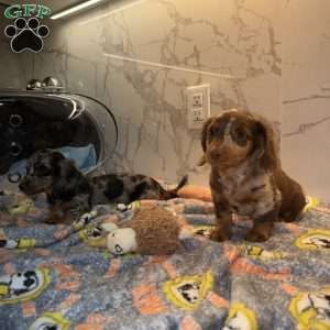 Snickers, Dachshund Puppy