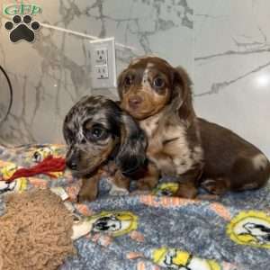 Snickers, Dachshund Puppy