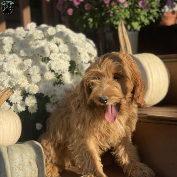 Koda, Mini Goldendoodle Puppy