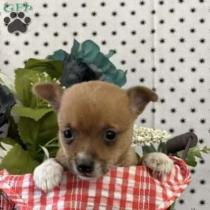 Bubbles, Chihuahua Puppy