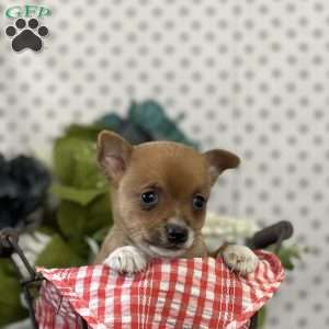Bubbles, Chihuahua Puppy