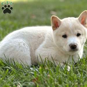 Charlie, Shiba Inu Puppy