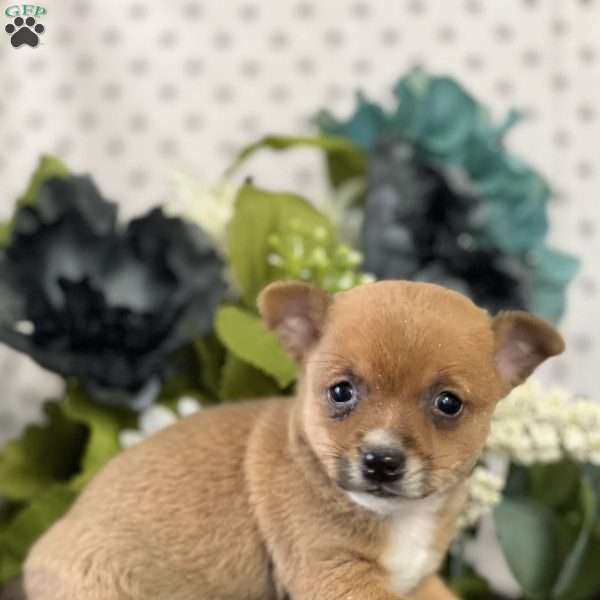 Bubbles, Chihuahua Puppy