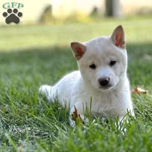 Charlie, Shiba Inu Puppy