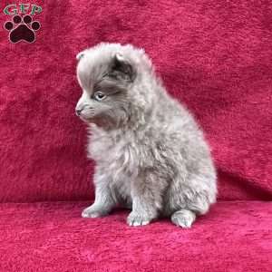 Rita, Pomeranian Puppy