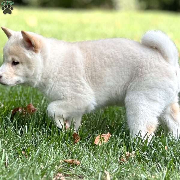 Charlie, Shiba Inu Puppy