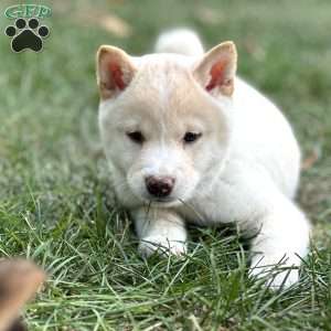 Charlie, Shiba Inu Puppy