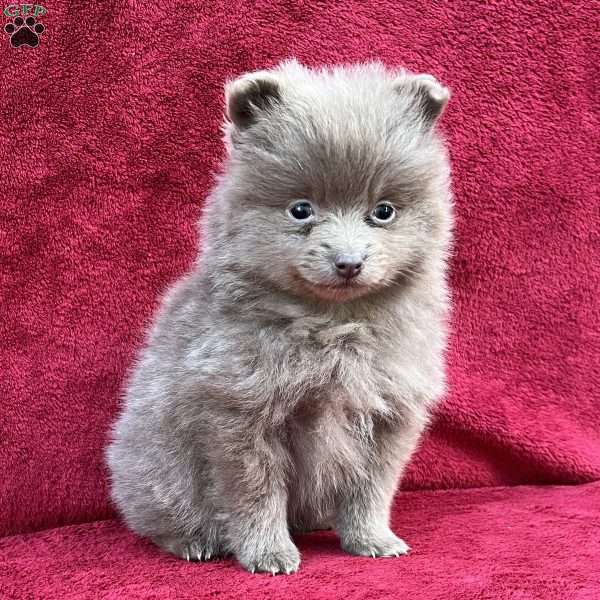 Rita, Pomeranian Puppy