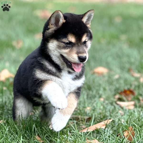Diesel, Shiba Inu Puppy