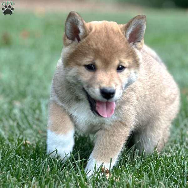 Milo, Shiba Inu Puppy