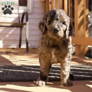 Cider, Goldendoodle Puppy