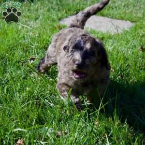 Cider, Goldendoodle Puppy