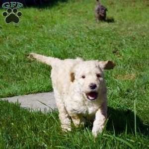 Cinnamon, Goldendoodle Puppy