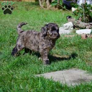 Cider, Goldendoodle Puppy