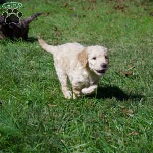 Cinnamon, Goldendoodle Puppy