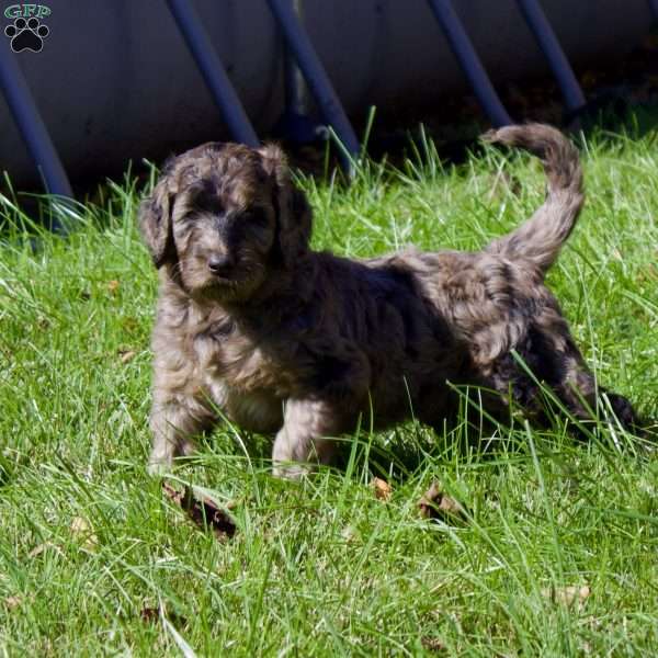 Cider, Goldendoodle Puppy