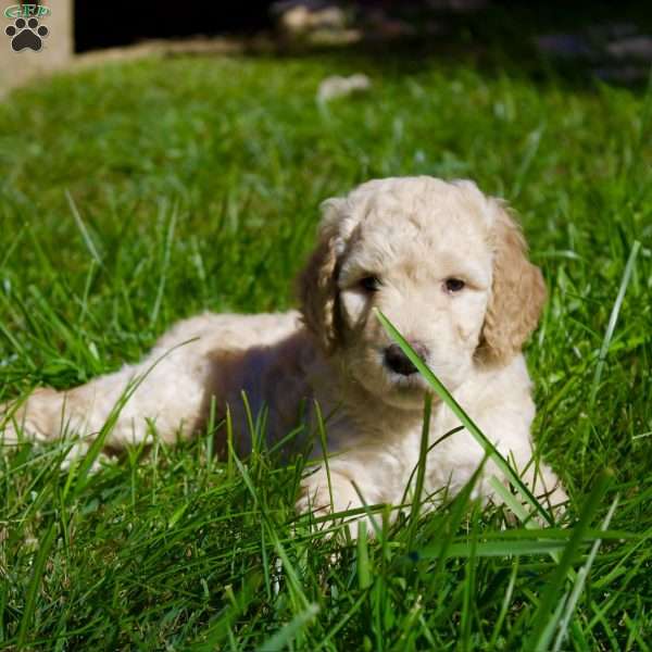 Cinnamon, Goldendoodle Puppy