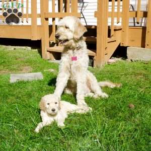 Cinnamon, Goldendoodle Puppy