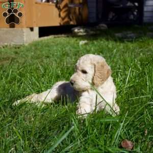 Cinnamon, Goldendoodle Puppy