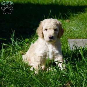 Cinnamon, Goldendoodle Puppy