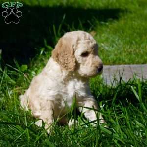 Cinnamon, Goldendoodle Puppy