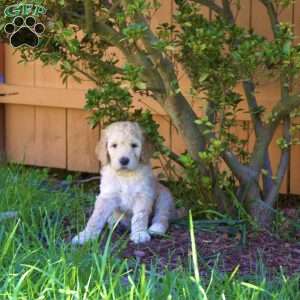 Cinnamon, Goldendoodle Puppy