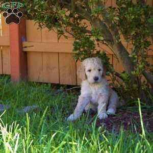 Cinnamon, Goldendoodle Puppy