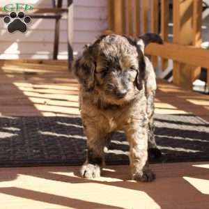 Cider, Goldendoodle Puppy