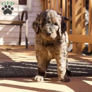 Cider, Goldendoodle Puppy