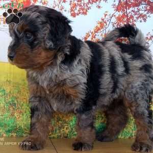 kayla, Mini Bernedoodle Puppy