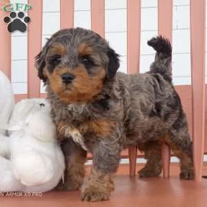 Luca, Mini Bernedoodle Puppy