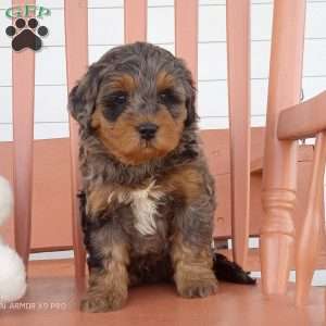 Luca, Mini Bernedoodle Puppy