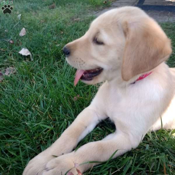 Rocco, Golden Labrador Puppy