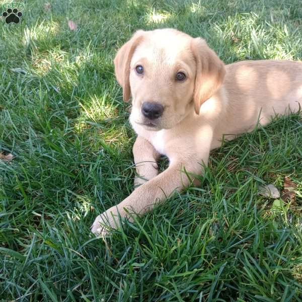 Penny, Golden Labrador Puppy