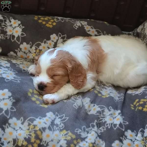 Basil, Cavapoo Puppy