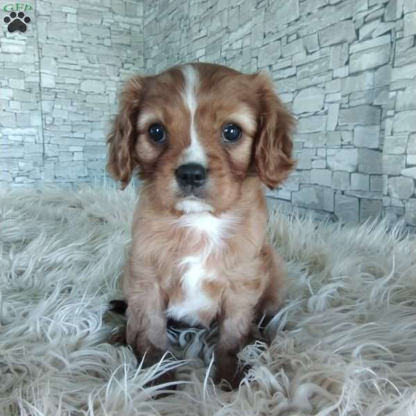 AJ, Cavalier King Charles Spaniel Puppy