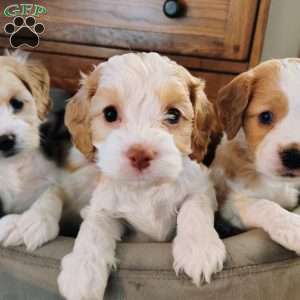 Basil, Cavapoo Puppy