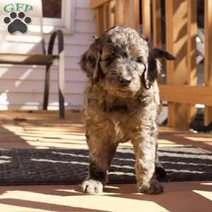 Cider, Goldendoodle Puppy