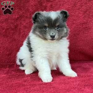 Rose, Pomeranian Puppy