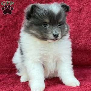 Rose, Pomeranian Puppy