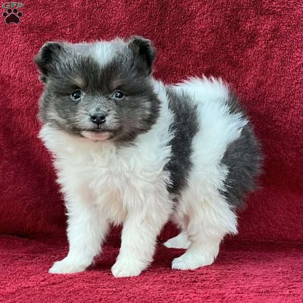 Rose, Pomeranian Puppy