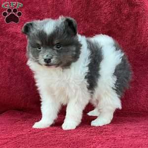 Rose, Pomeranian Puppy