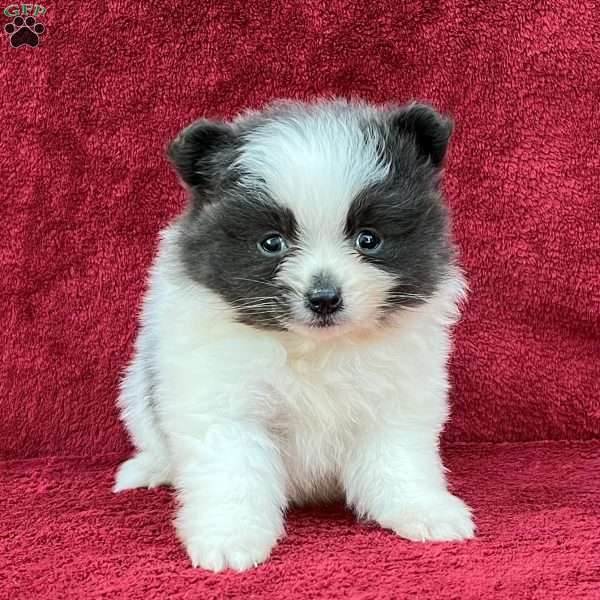 Ragen, Pomeranian Puppy