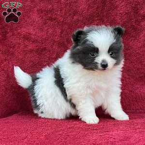 Ragen, Pomeranian Puppy